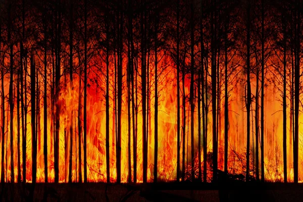 Corsi per vigili del fuoco forestali